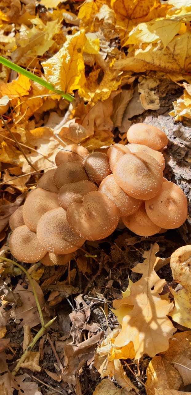 For mushrooms - My, Mushrooms, Ufa, Autumn, Longpost, Autumn leaves