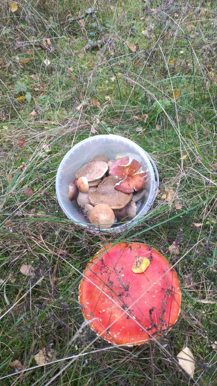 But our fly agarics are vigorous - My, Curonian Spit, Kaliningrad region, Camping, Mushrooms, Nature