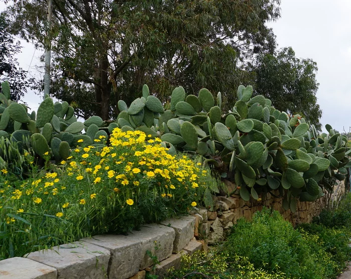 Flowers and cacti - My, Flowers, Nature, Cactus, Opuntia