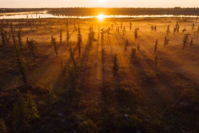 Shrouded in fog - My, Yamal, Tundra, North, Siberia, Mavic2pro, Morning, Fog, Russia, Landscape, Forest, New Urengoy, Lesotundra, Drone