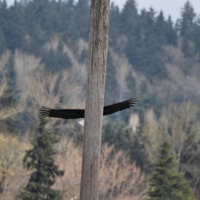 One second before - Eagle, Pillar, A second before, wildlife, The photo