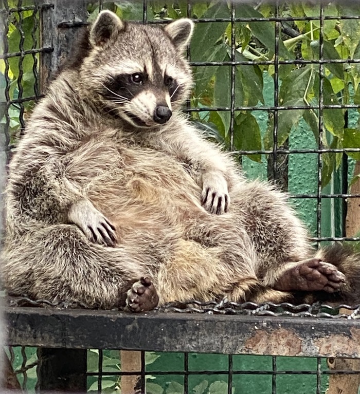 Когда сожрал много вкусняшек