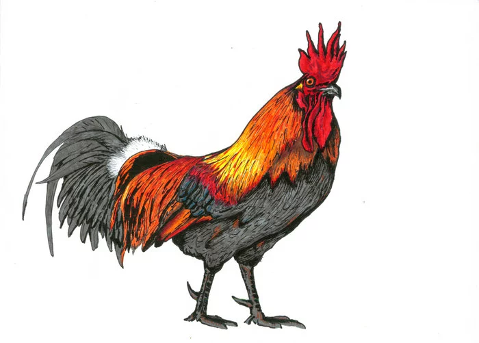 Rooster. Drawing with colored capillary pens - My, Rooster, Birds, Drawing, Copyright, Painting