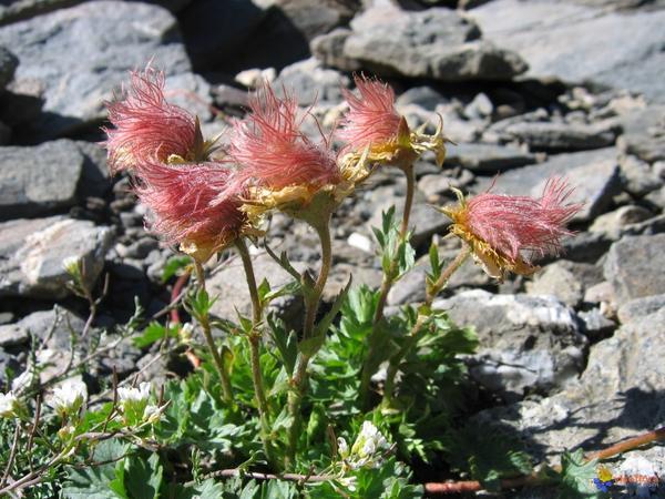 She exists! - Cartoons, Flowers, Floriculture, Lorax, Longpost, Plants, Gravilate