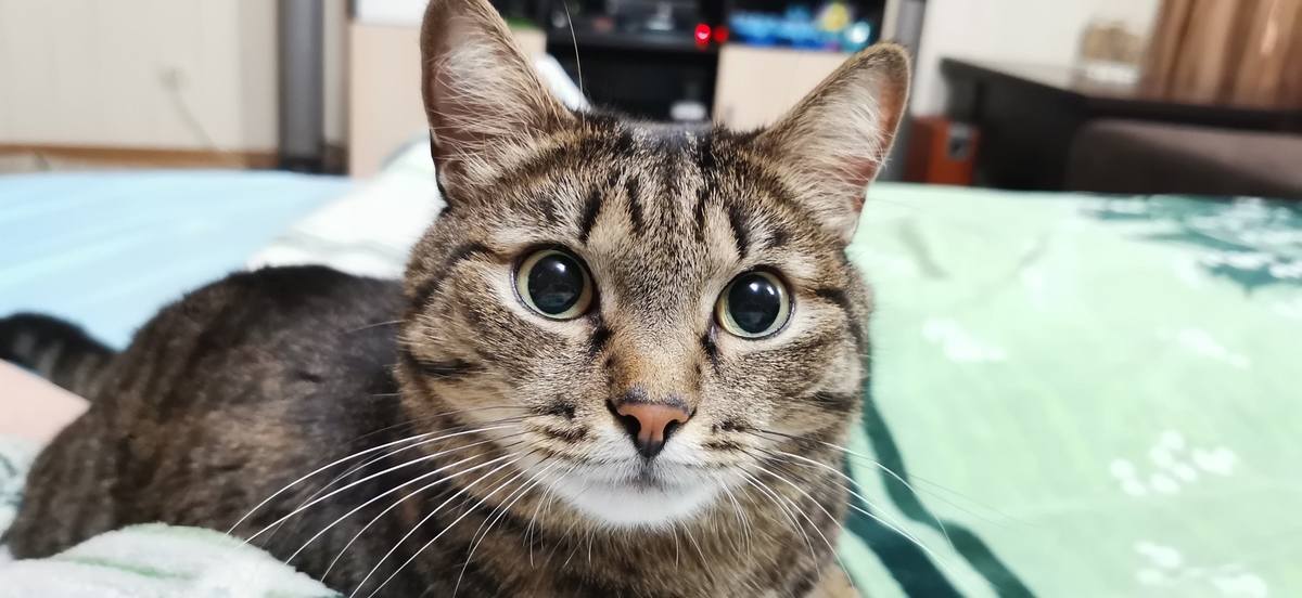 Even the cat