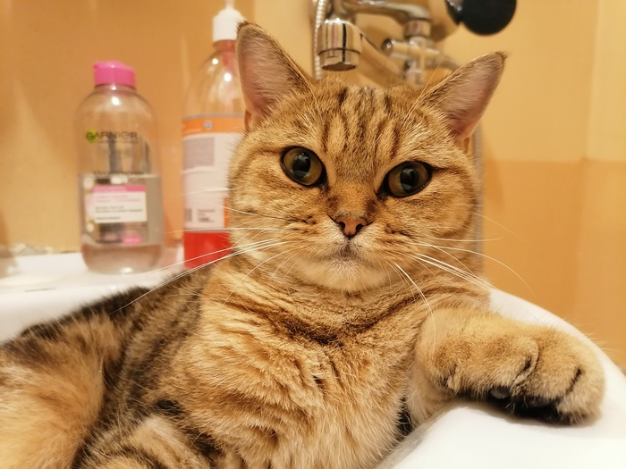 Ищу кота для вязки