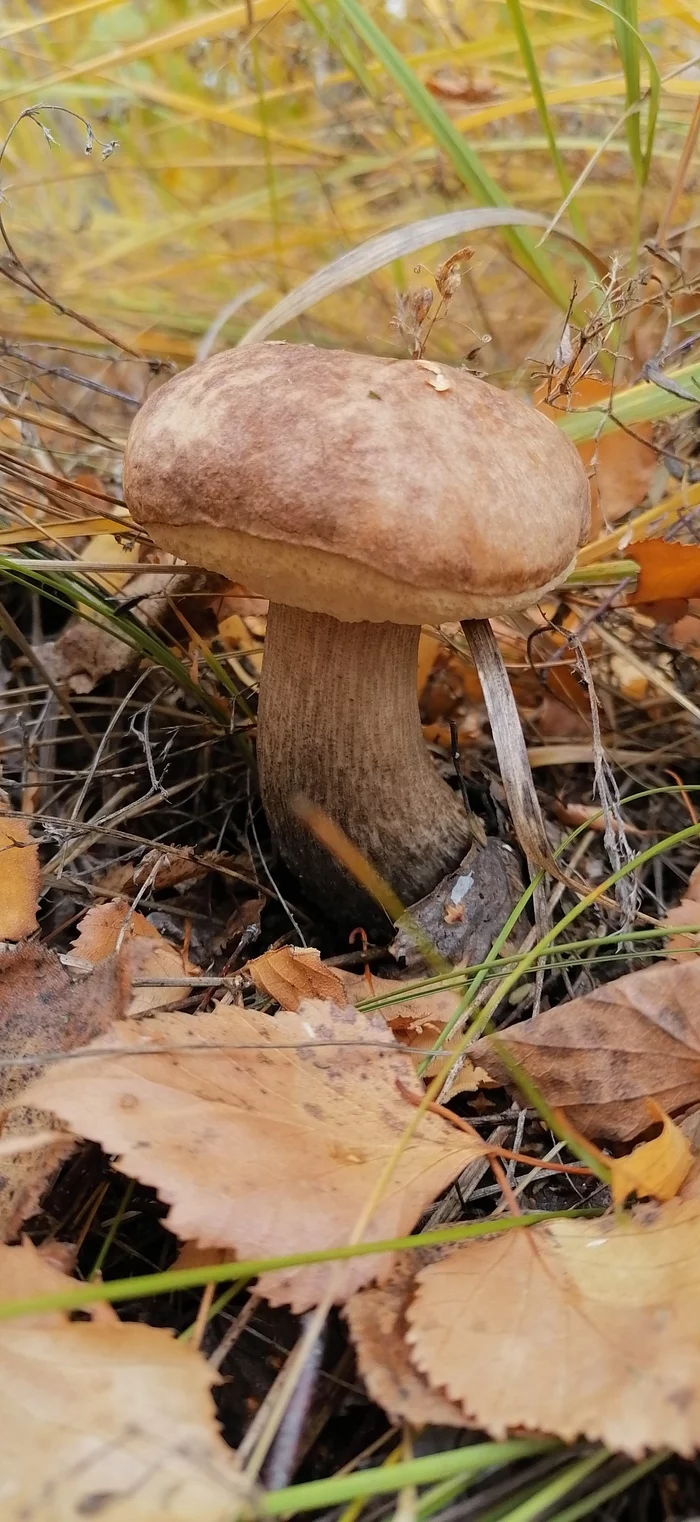 Autumn - time for fun - My, Mushrooms, Boletus, Autumn, Mushroom season, mushroom places, Mushroom pickers, Nso, Barabinsk, Nature, Longpost