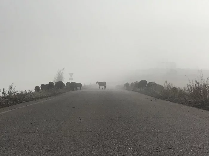 Sheep in the fog - My, The photo, Mobile photography, Sheeps, Fog