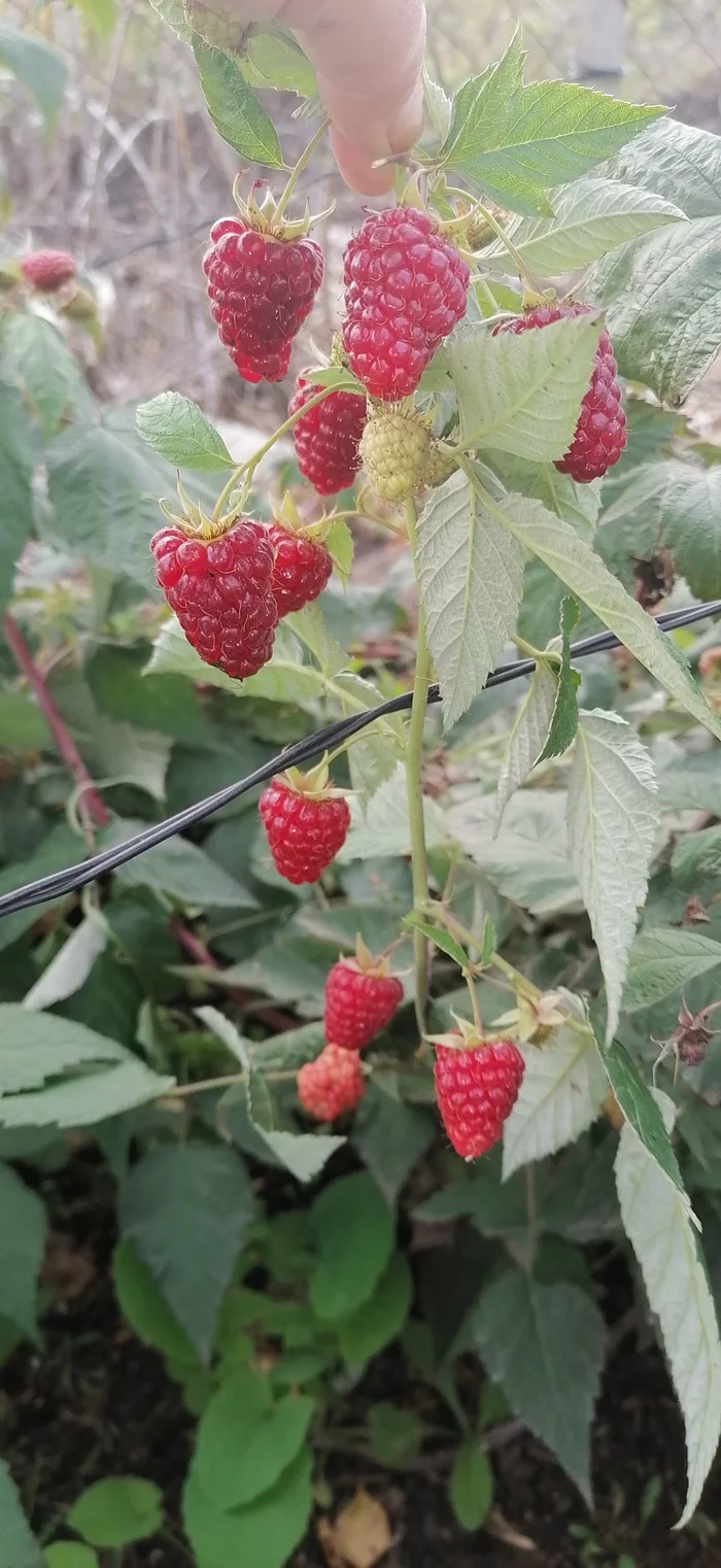 Raspberry October - My, Raspberries, October, Berries, Autumn, Garden, Gardening, Longpost
