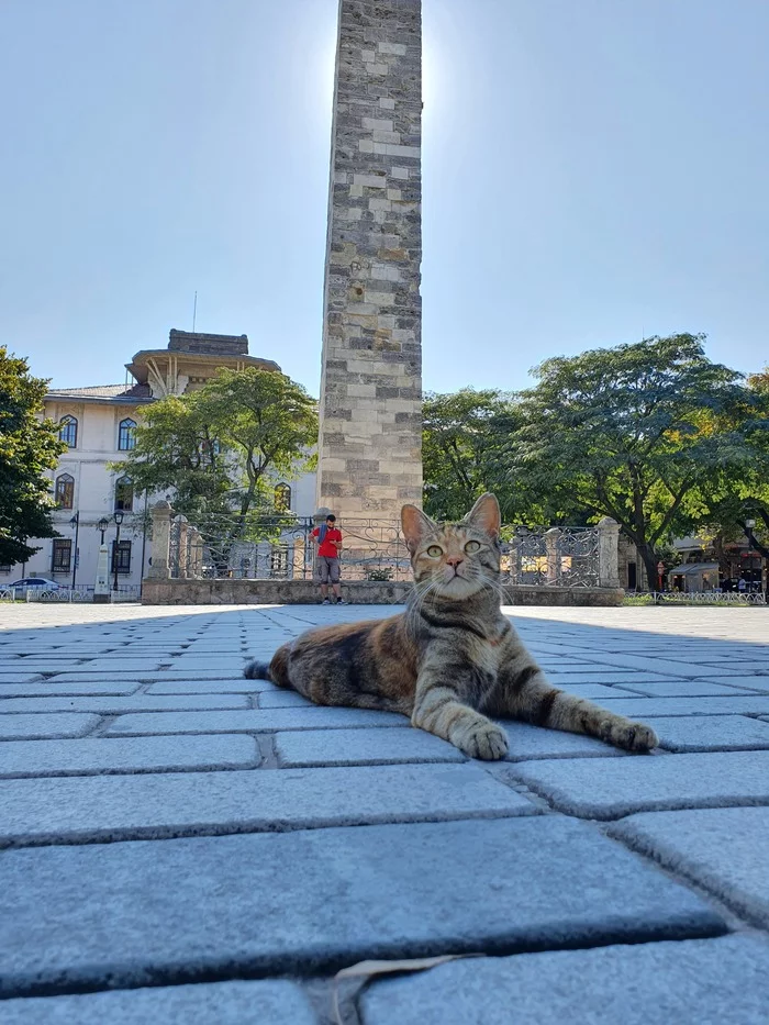 When the street cat has the coolest photos from his entire vacation - My, cat, The photo, Istanbul, Longpost