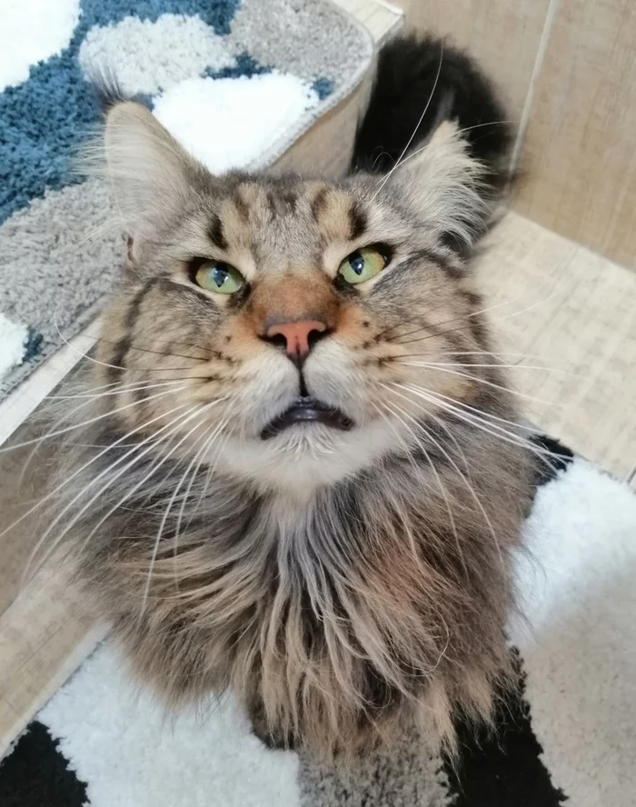 Mother, where is my collar? - My, cat, Maine Coon, Kunkka, Admiral, Wool