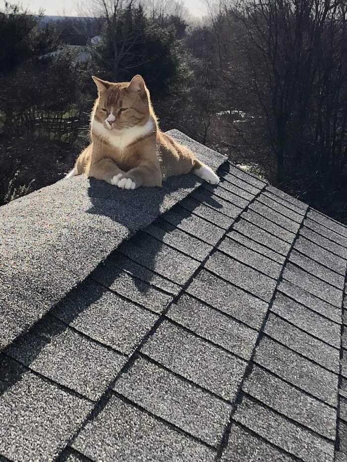 Warm autumn day - cat, Roof, Warming up, Raskoryaka, Paws, Milota