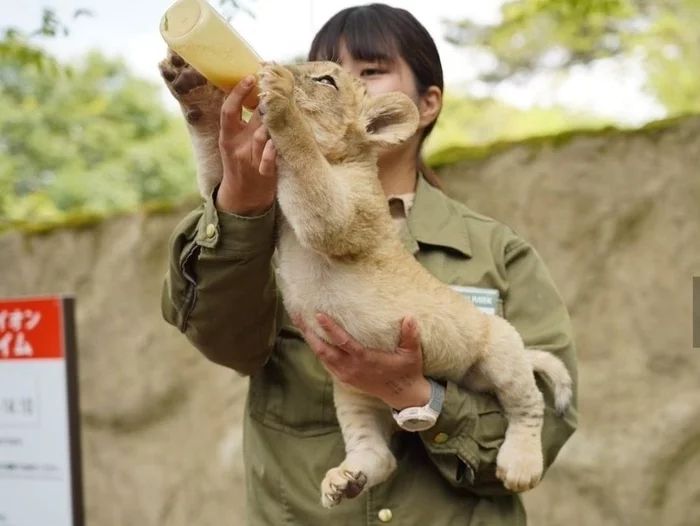 Little sleeping lion cub in a Japanese zoo) - Young, Lion cubs, Milota, Dream, Longpost, Big cats, Wild animals, Zoo, The photo