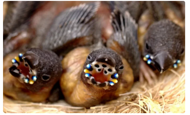 Амадина Гульдана: Жуткие инопланетные птенцы и их превращение в красивейшую  птичку | Пикабу