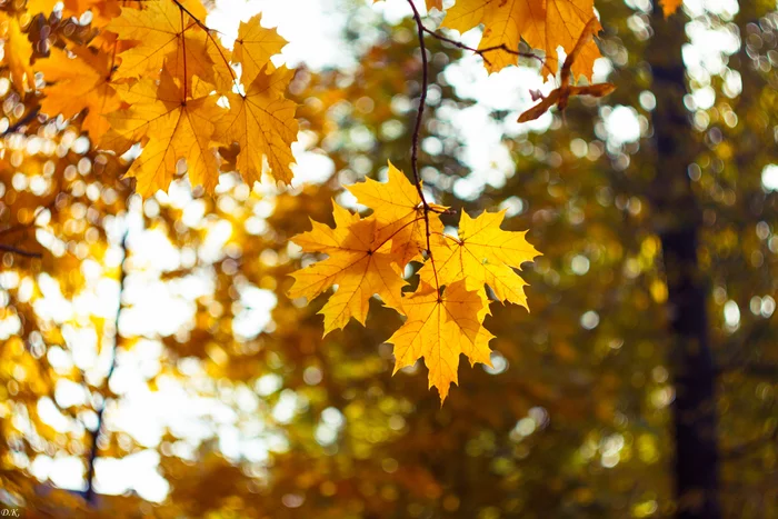 Autumn maple - My, The photo, Autumn, Maple, Yellow leaves, Nature, Autumn leaves
