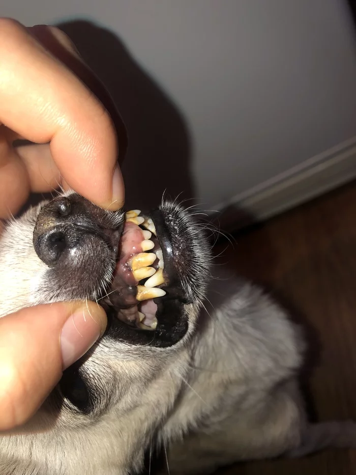 The dog's teeth are loose, has anyone removed teeth under anesthesia? - My, Chihuahua, Dog, Animals, Teeth, Periodontitis, Narcosis, Vet, Veterinary, Dentistry, Help