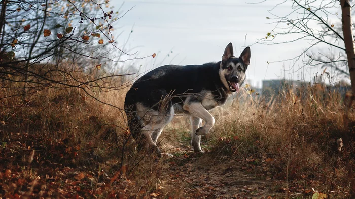 Typhoon (Tai), VEO. Autumn photo shoot - My, East European Shepherd, Nikon d3000, Nikkor 50mm, Pets, Dog, PHOTOSESSION, Longpost