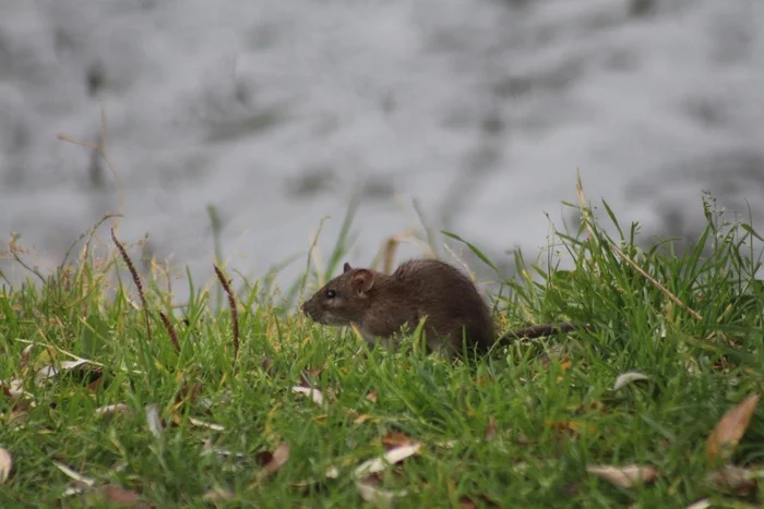 This story is sad, like my life - The photo, Sadness, Longpost, Crow, Rat