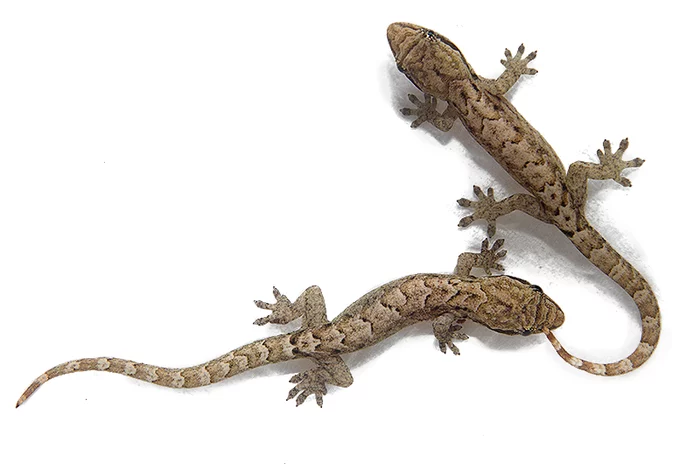 Microgeckos - My, Pets, Reptiles at home, Lizard, Video, Longpost