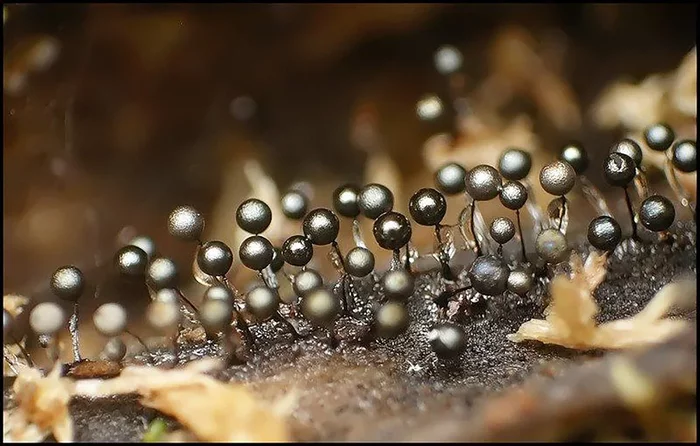 Mold filmed in time lapse became a work of art - Mold, Microworld, Video