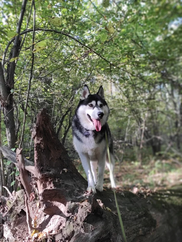 Autumn brain crisis in a hurry - My, Autumn, Husky, Hiking, Dog