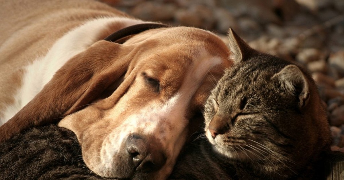 Pets mail. Коты и собаки. Бассет кошка. Кошки против собак 1. Семья с котом и собакой.