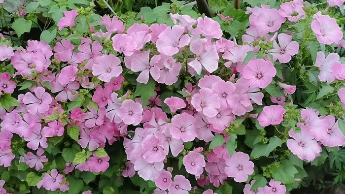 VISITING GRANDMOTHERS - My, Garden, Garden, Flowers, Vegetables, Phlox, Video