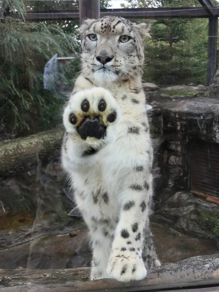 Do you see? I have paws - Snow Leopard, Paws, Longpost, Big cats, Animals, Cat pads