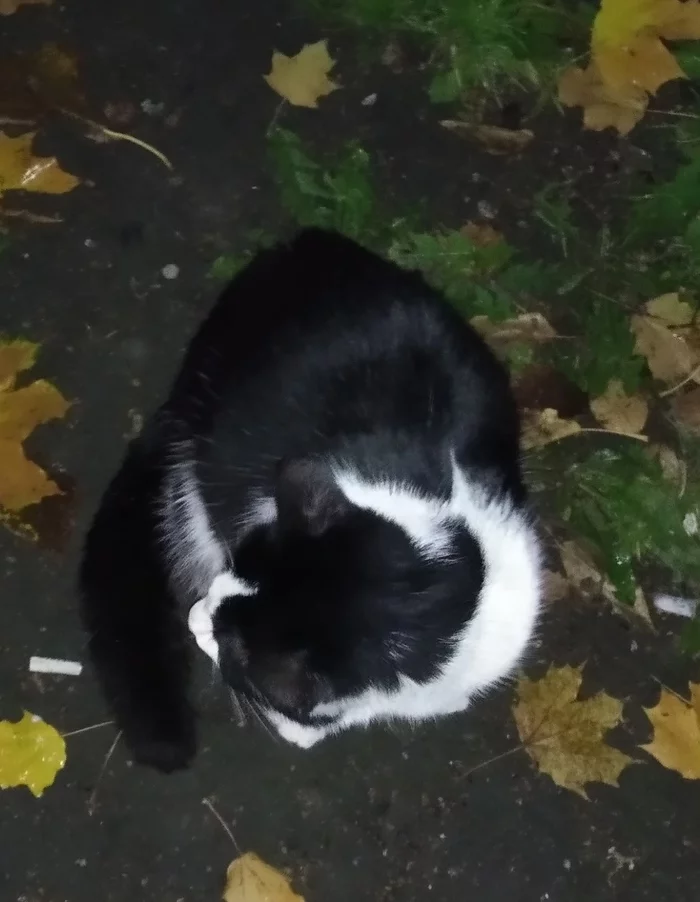 St. Petersburg, Polytechnic. Has anyone lost a cat? - cat, Saint Petersburg, The photo, Lost, No rating, In good hands, Found a cat