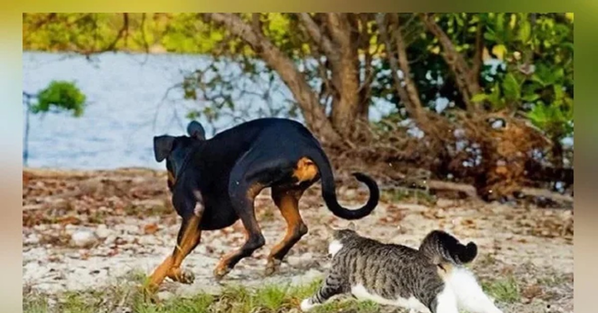 Кошки гоняют собак. Коты атакуют собак. Кошка гоняет собаку.