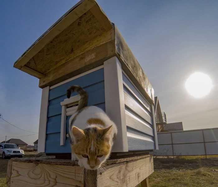 Our street cat and her booth for sleeping and wintering - My, Kennel, cat, With your own hands, cat house, Tricolor cat, Mousetrap, Video, Longpost, Pet house