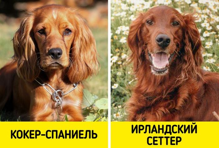 на какую породу собак похож лавров. Смотреть фото на какую породу собак похож лавров. Смотреть картинку на какую породу собак похож лавров. Картинка про на какую породу собак похож лавров. Фото на какую породу собак похож лавров