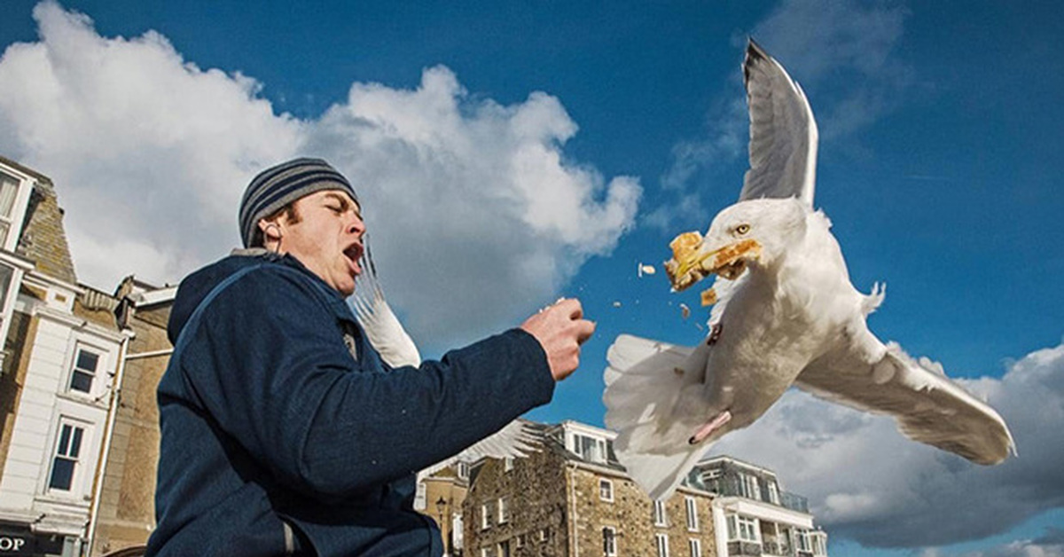 Seagulls Laxative Prank