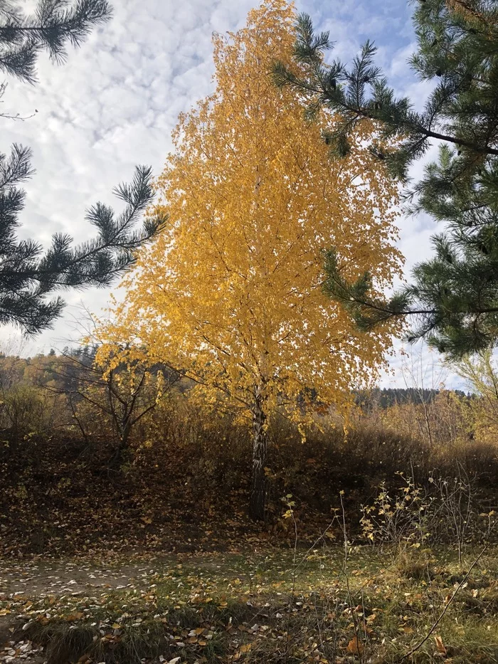 Желто-зелёное - Моё, Осень, Березы, Сосна, Фотография, Длиннопост, Осенние листья, Природа