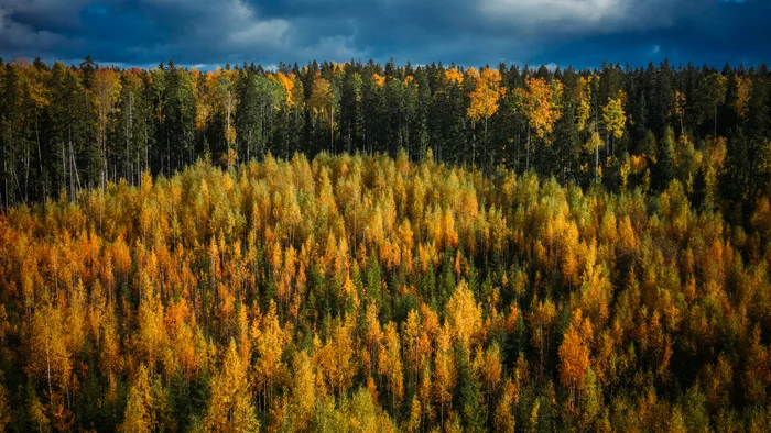 Краски осени - Моё, Ленинградская область, Mavic2pro, Пейзаж, Россия, Санкт-Петербург, DJI, DJI Mavic 2 PRO, Осень