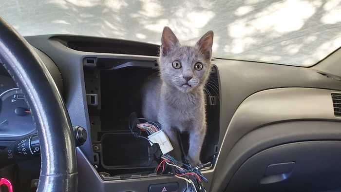 You'll leave this convenient hole for me, won't you? - My, cat, Car, Screen, Repair, Hole, The photo