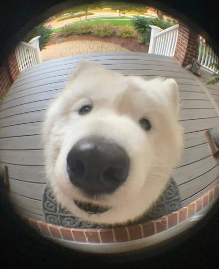 Knock knock, is anyone home? - Dog, Peephole, Nose, Milota, Positive, Animals, Guests, Longpost, Samoyed