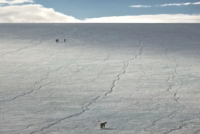 Three course lunch - The Bears, Polar bear, Wild animals, Franz Josef Land, Arctic, Life safety, The national geographic, The photo