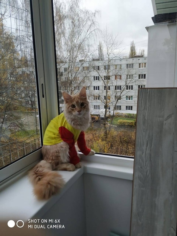 Кто такой барсик наш котик. Смотреть фото Кто такой барсик наш котик. Смотреть картинку Кто такой барсик наш котик. Картинка про Кто такой барсик наш котик. Фото Кто такой барсик наш котик