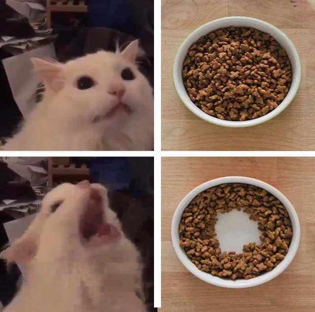 Shocking footage of an animal starving to death - cat, Hunger, A bowl, Shock, Scream