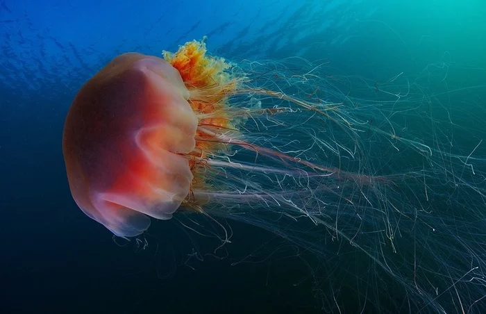 The lion's mane jellyfish is one of the largest animals on the planet. The length of its tentacles can reach 30 m, and the diameter of the dome is 2 m. - Jellyfish, Ocean, Sea, Animals, Facts, Interesting, Jellyfish