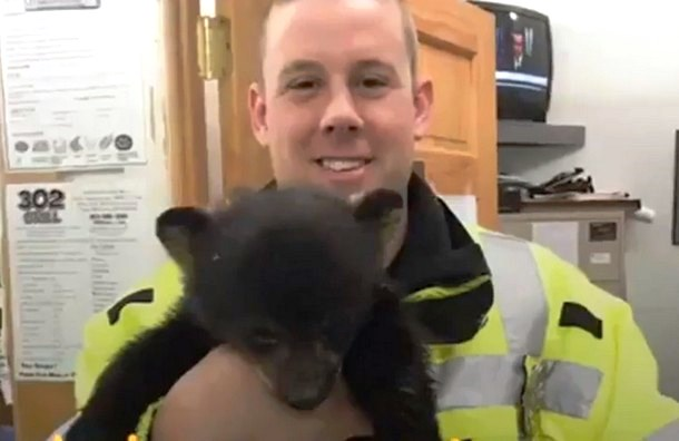 The good heart of an American policeman - The Bears, Teddy bears, Road, Road safety, US police, New Hampshire, Kindness, Wild animals, Longpost