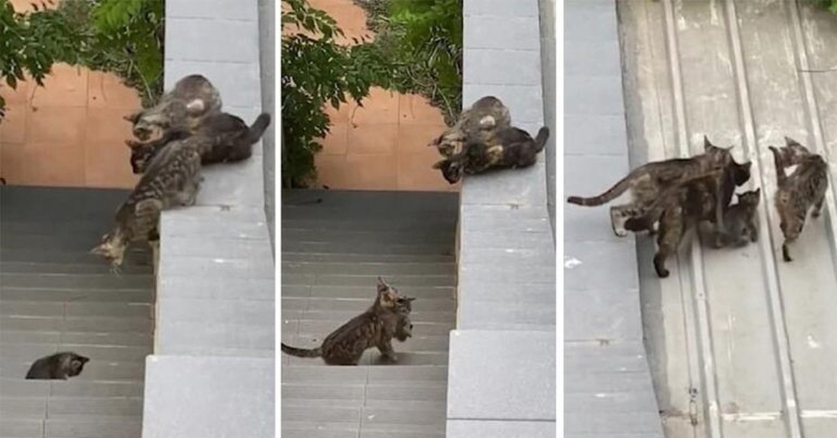 кот на дереве. кот на дереве. рыжий кот на дереве. кот на стволе дерева. кот залезает на кошку.