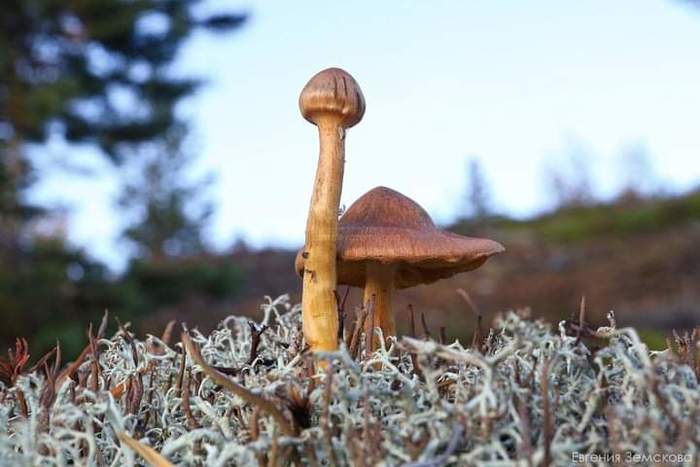 Don Quixote and Sancho Panza - Mushrooms, Nature, The photo, Similarity, Don Quixote and Sancho Panza