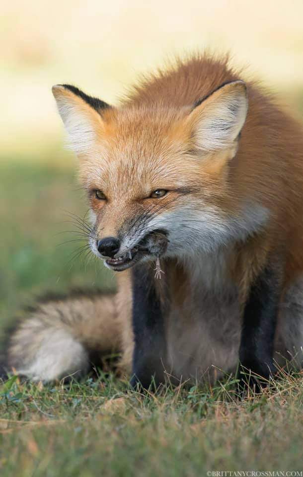 Winner - Fox, The photo, Animals, Grin, Mining