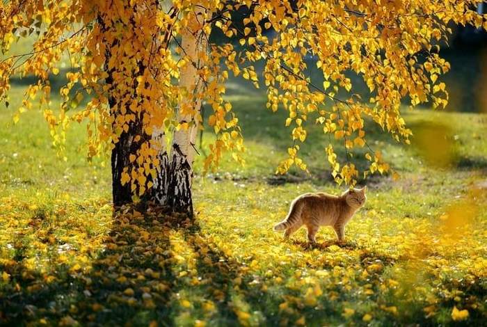 Everything is fine in this photo. - cat, Redheads, Golden, Autumn, The sun