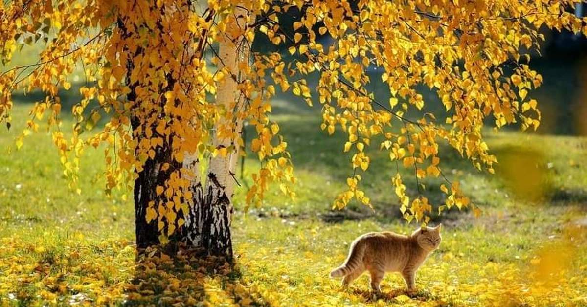 Котики Осенью Фото