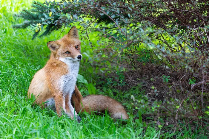 When the photographic subject is in complete harmony with the background) - Fox, Wild animals, Primorsky Krai, Vladivostok, Russian island, The national geographic, The photo, Animals