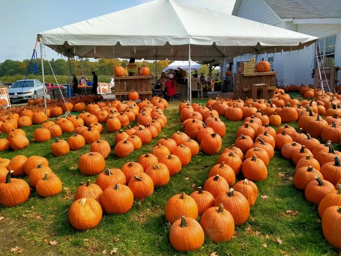 Тыквенный урожай