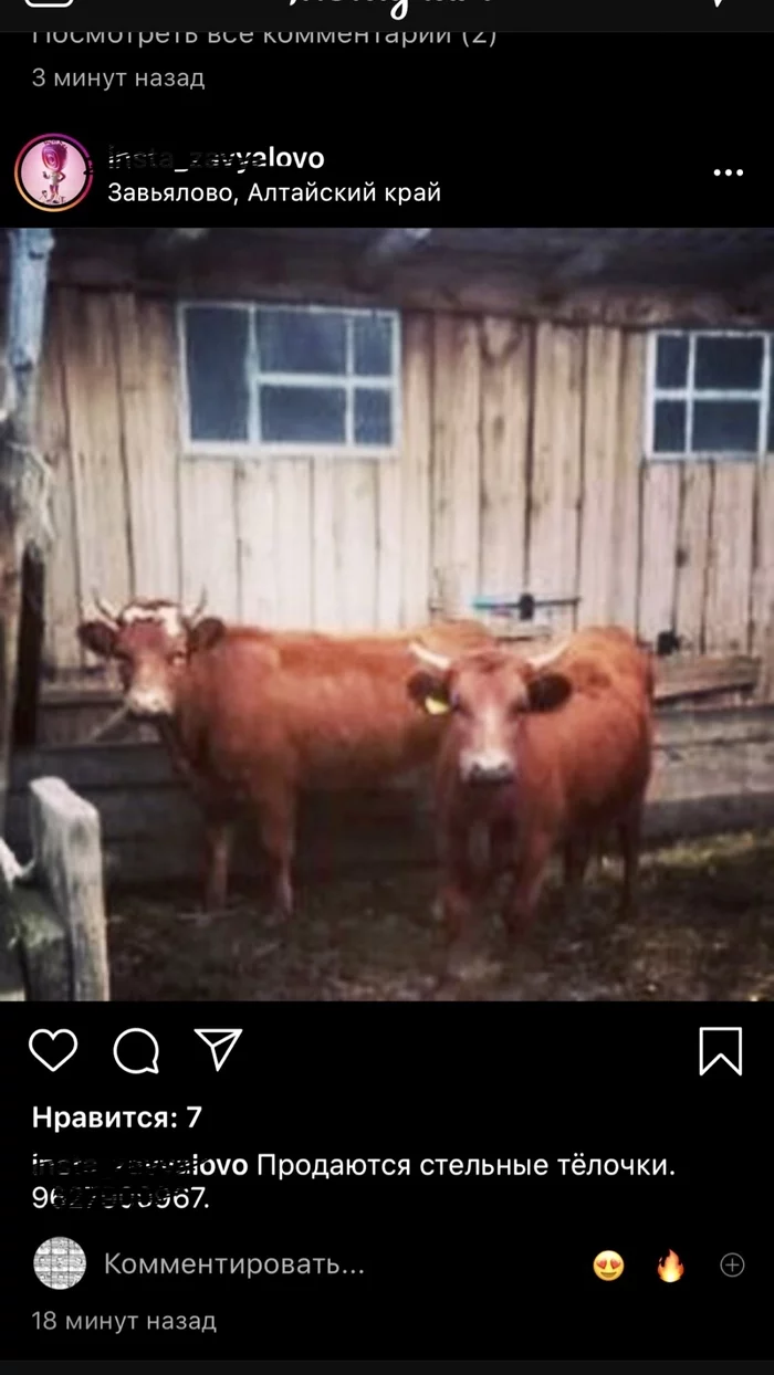 Pregnant chicks? Give me 2 - Heifer, Instagram, Marketing, Longpost, Screenshot, Cow